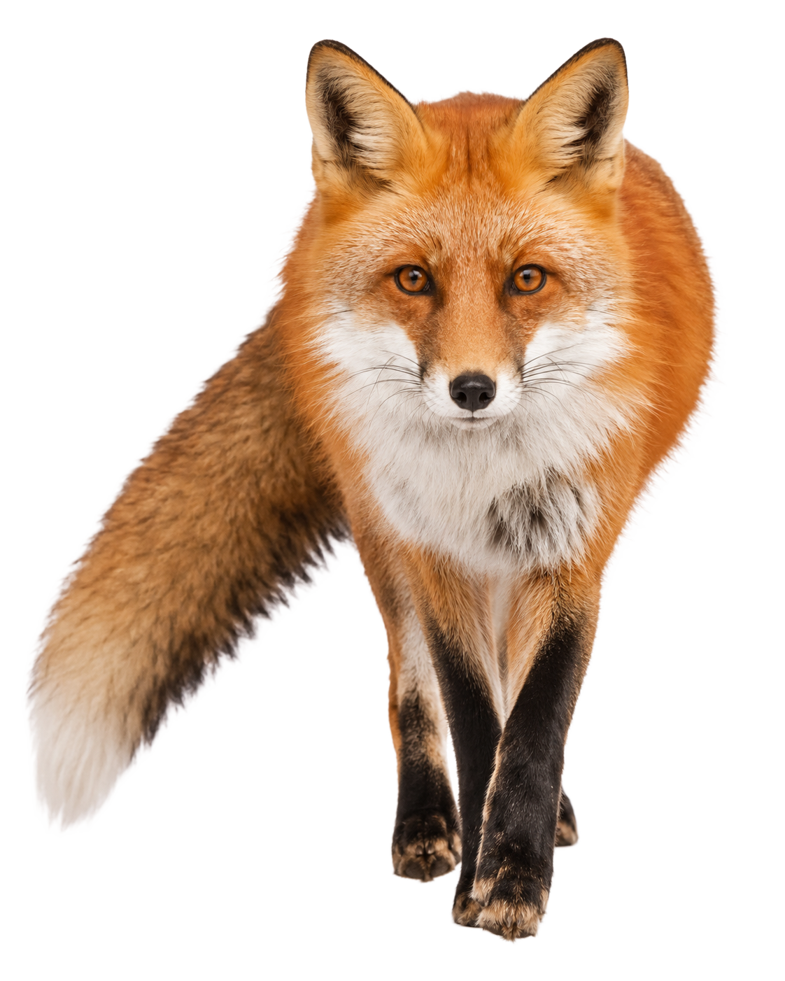Red Fox