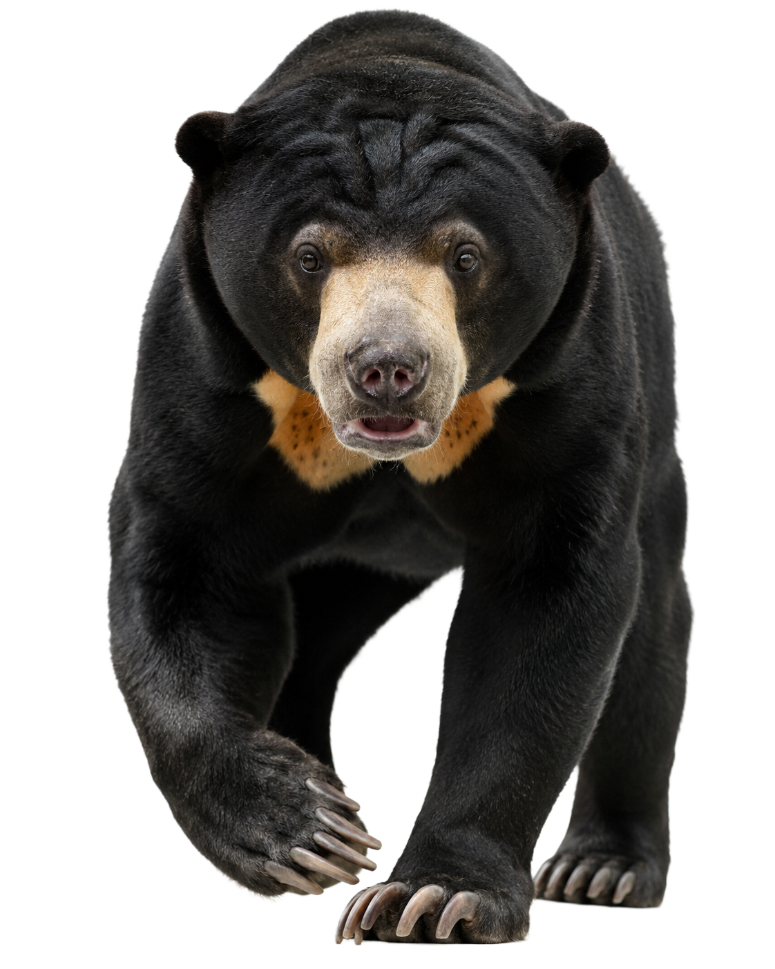 Sun Bear