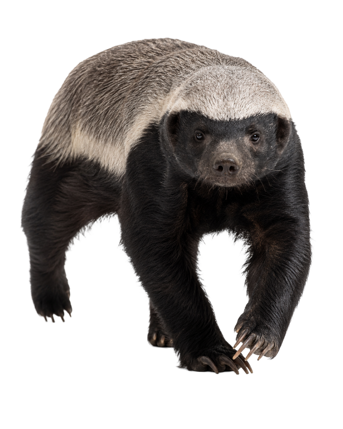 Honey Badger