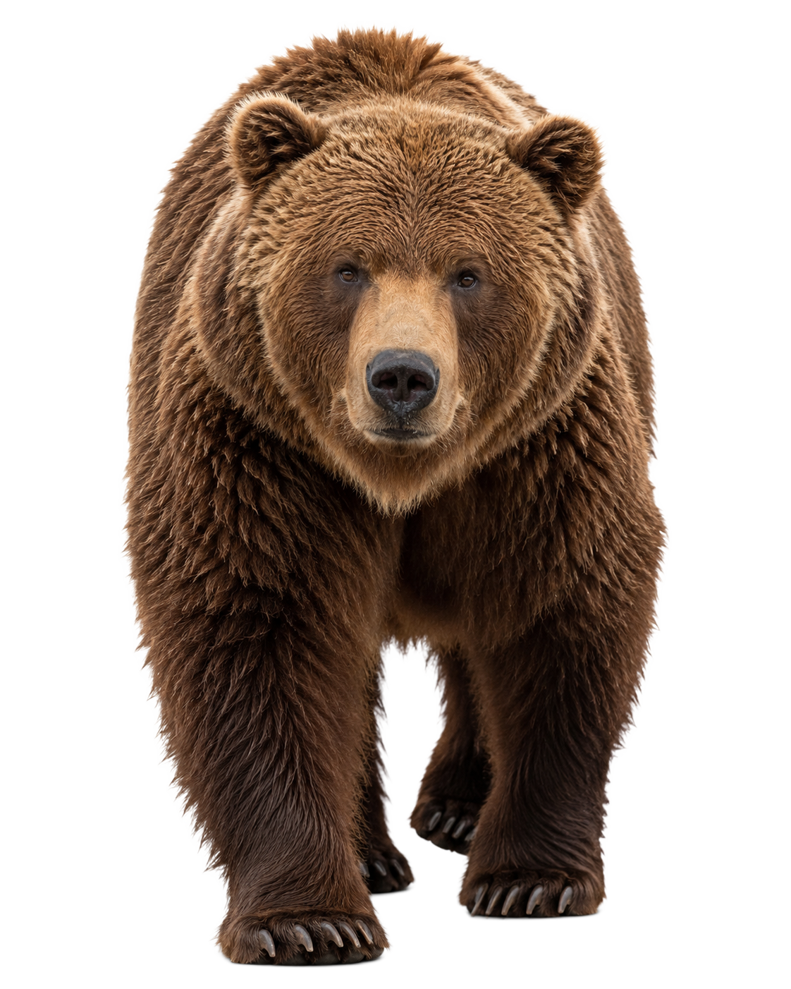Kodiak Bear