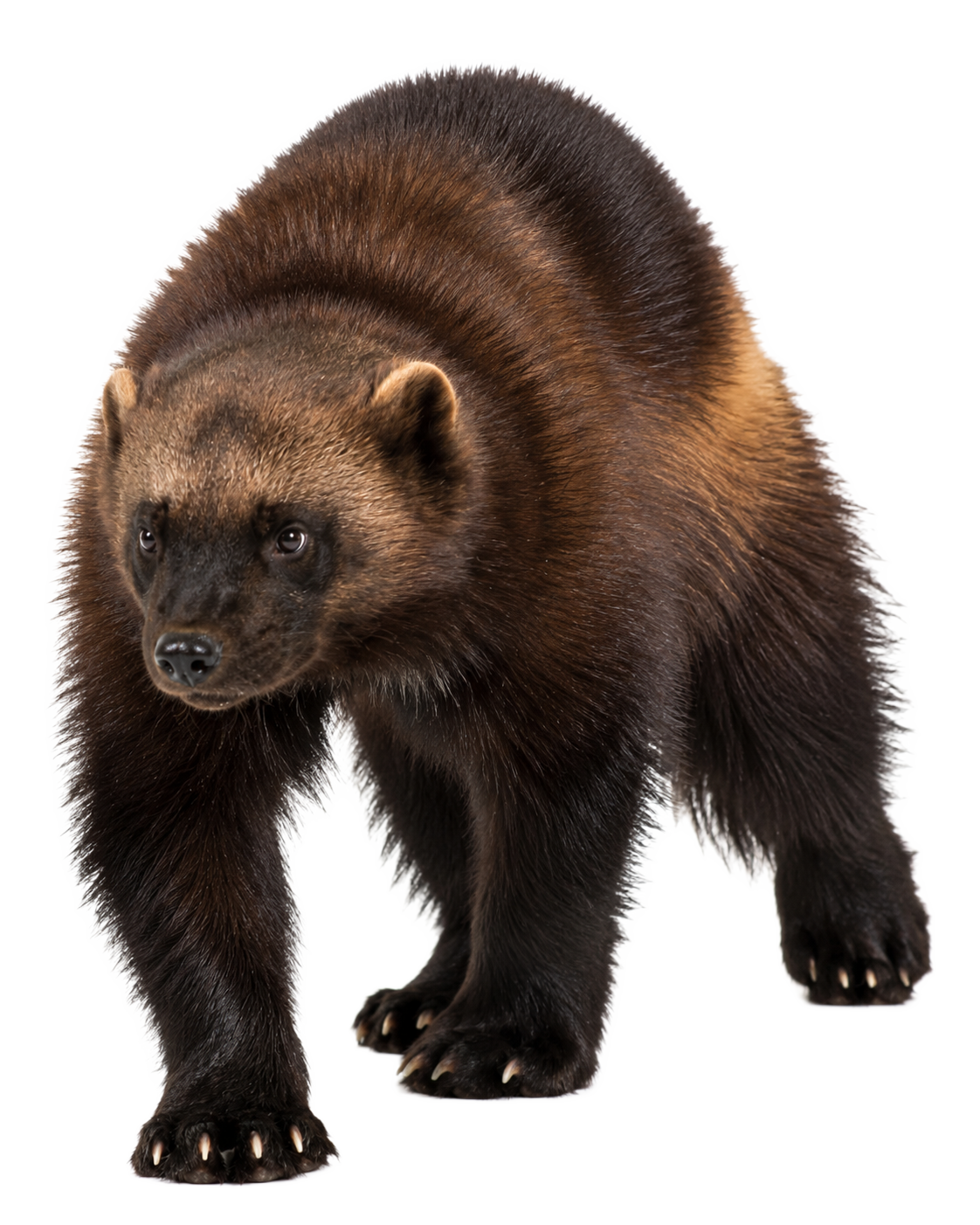 Wolverine