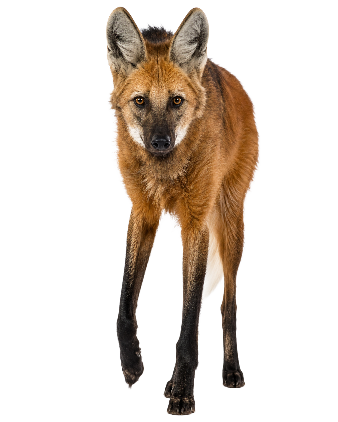 Maned Wolf