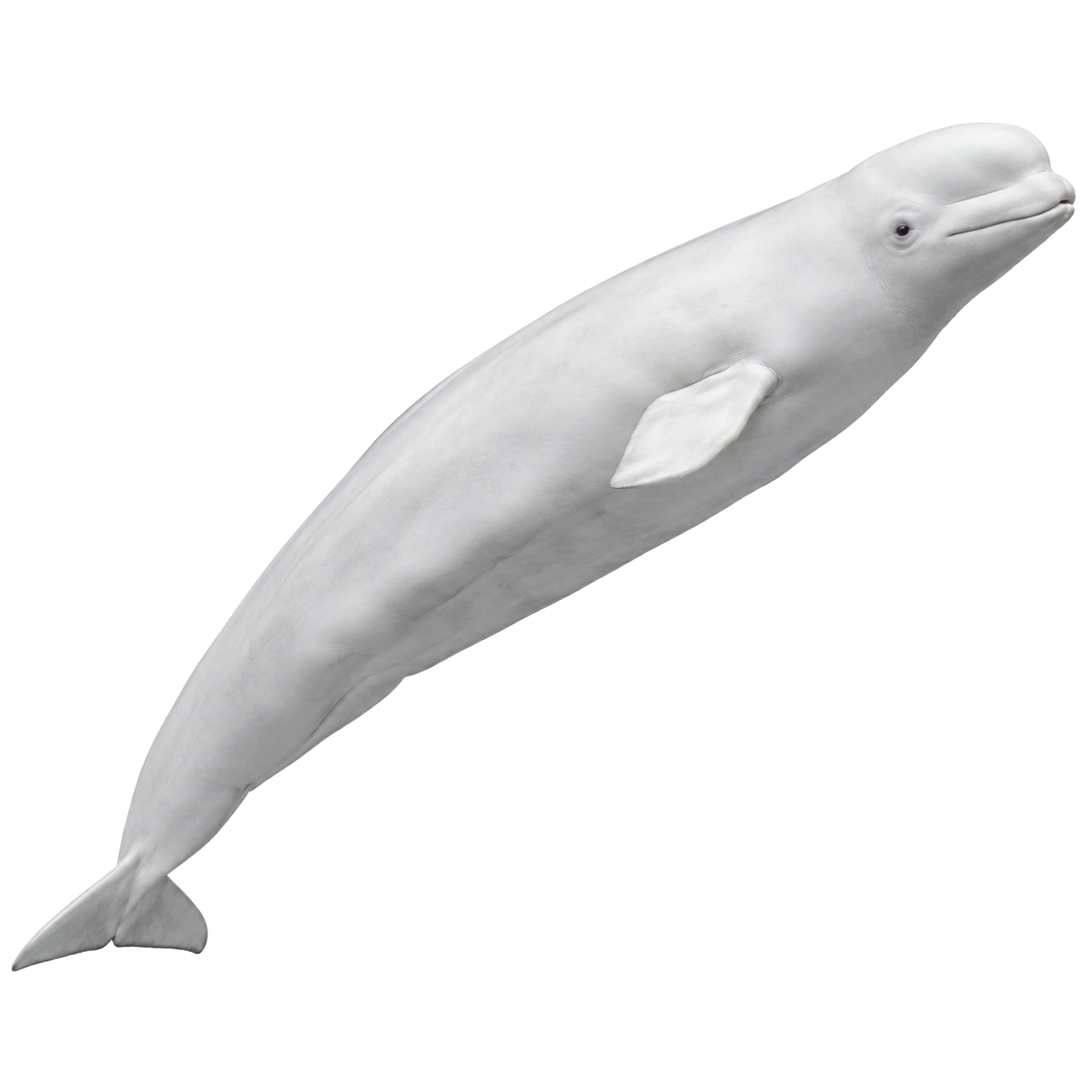 Beluga Whale