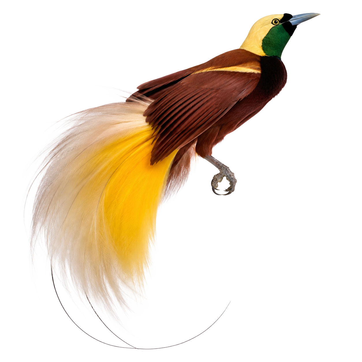 Bird of Paradise