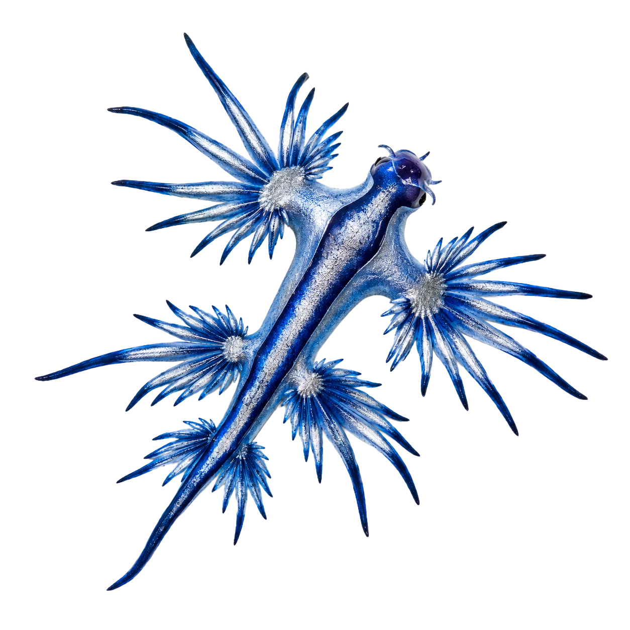 Blue Dragon Sea Slug