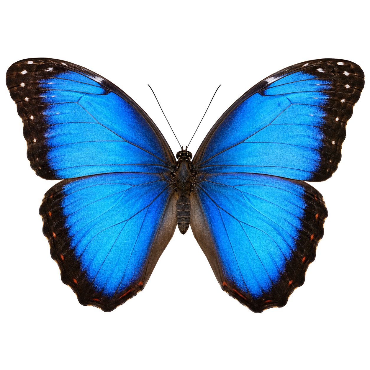 Blue Morpho Butterfly
