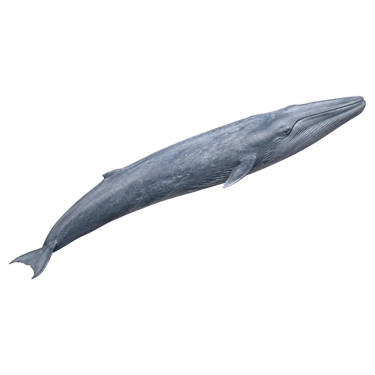 Blue Whale
