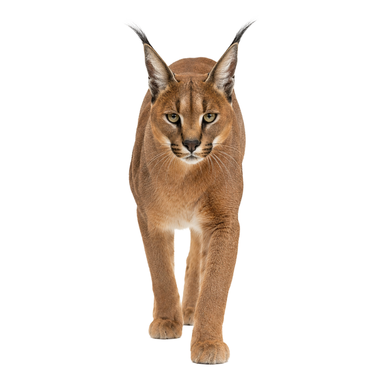 Caracal