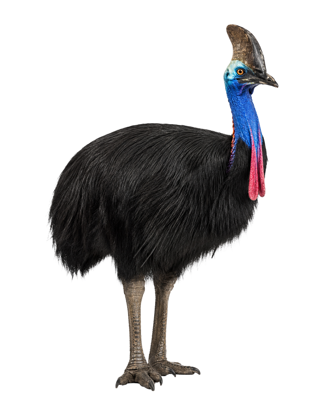 Cassowary