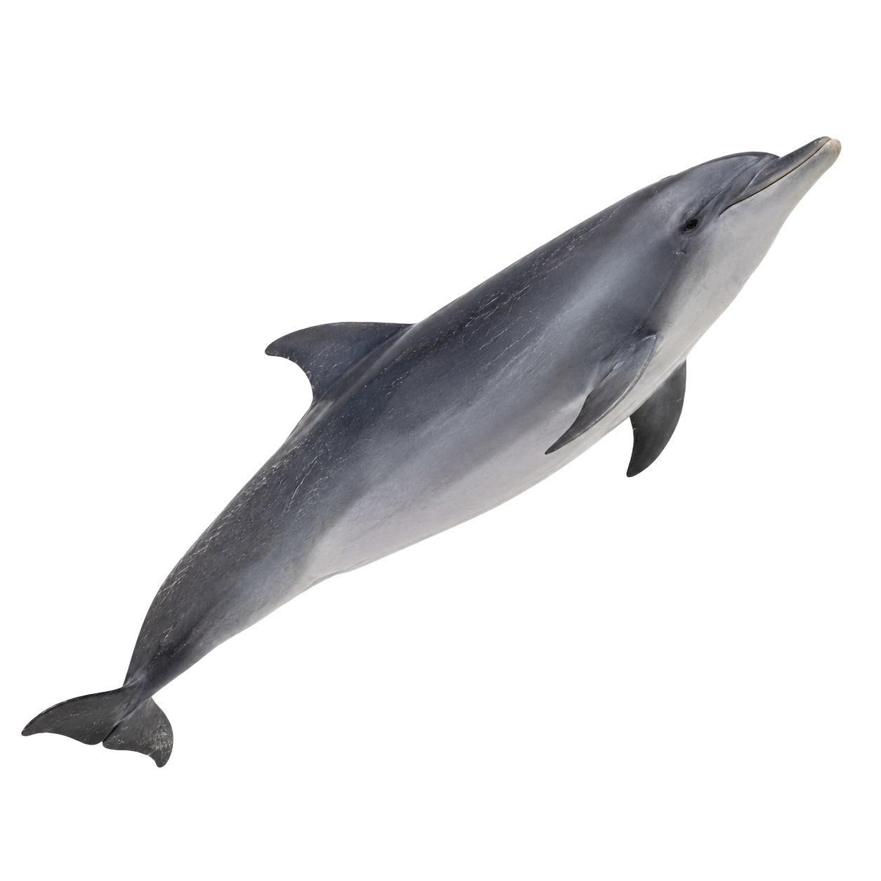 Dolphin