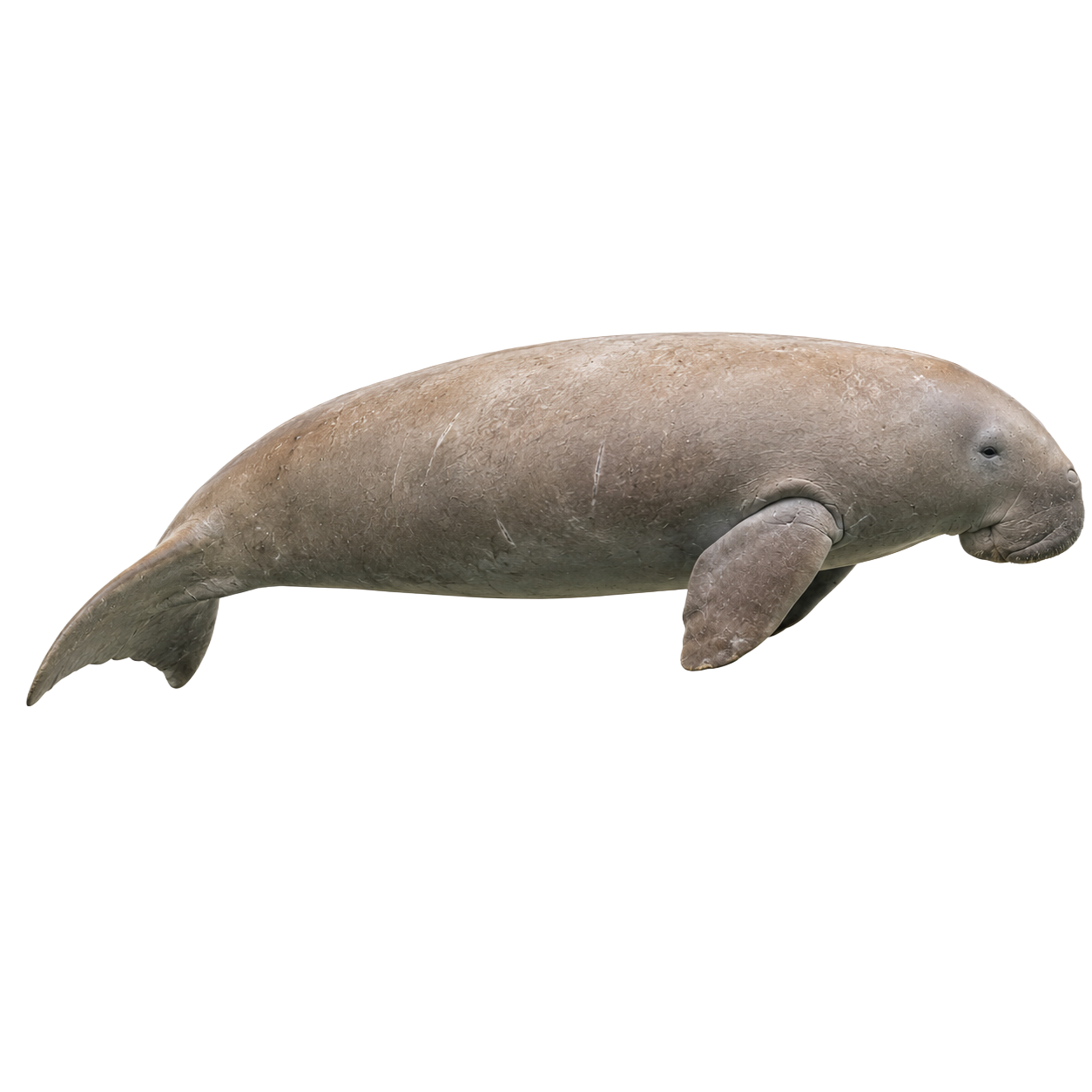 Dugong