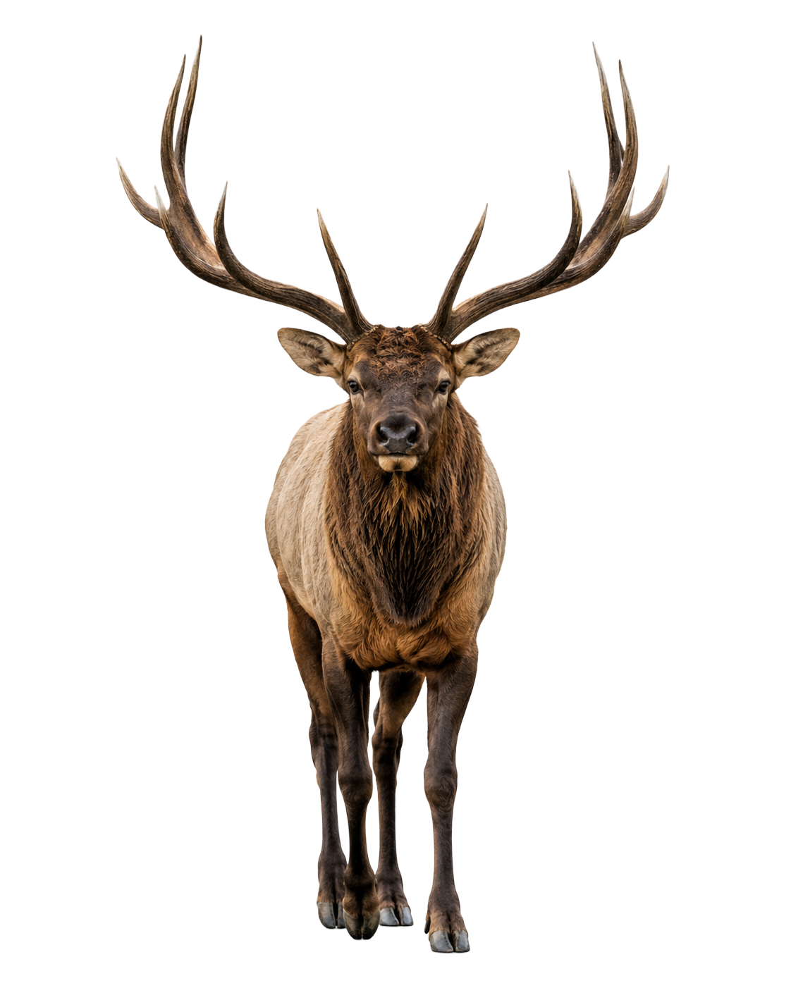 Elk