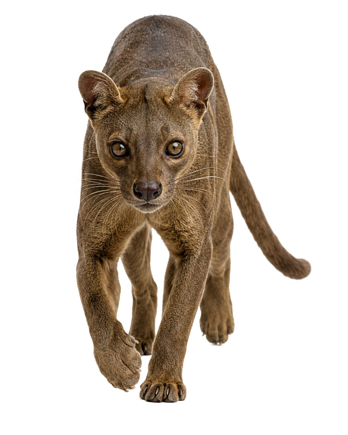 Fossa