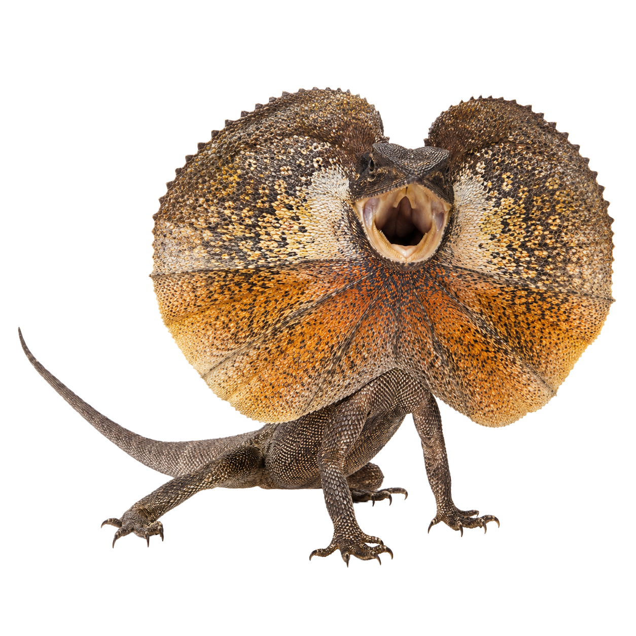 Frilled Lizard