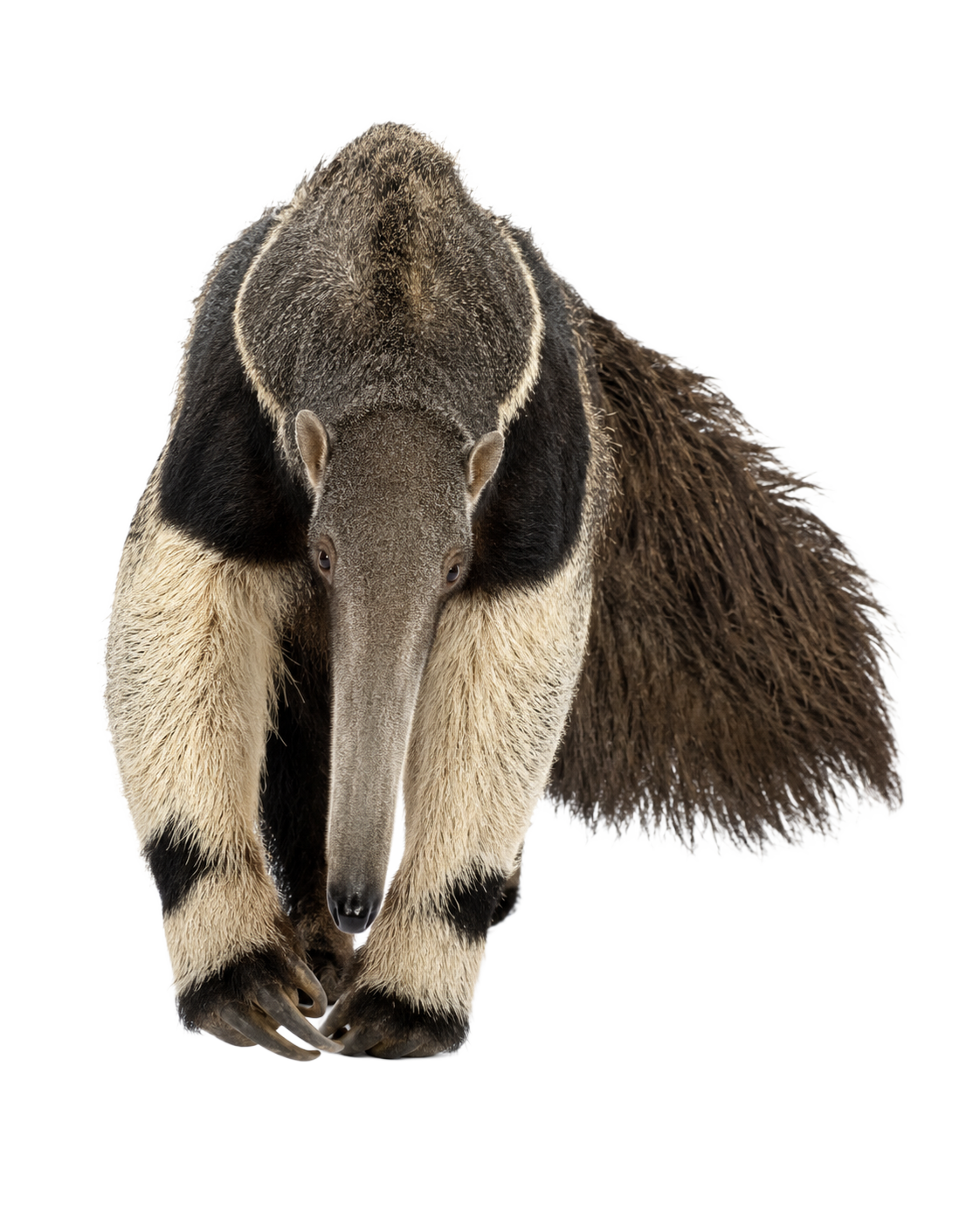 Giant Anteater