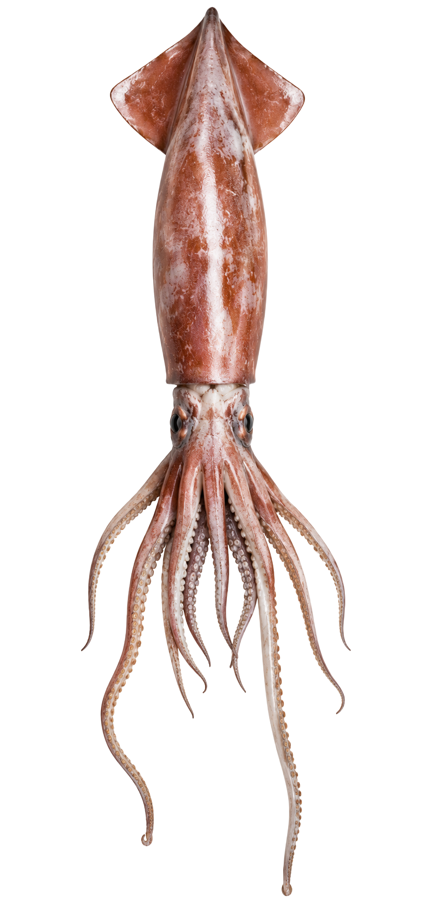 Giant Squid