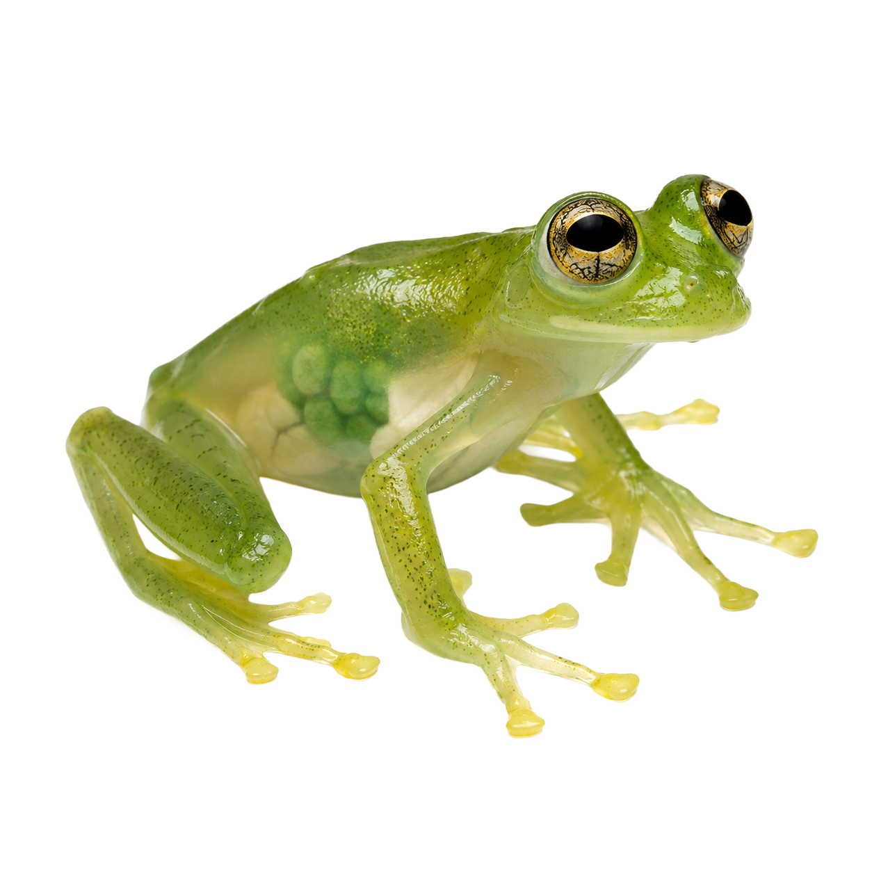 Glass Frog