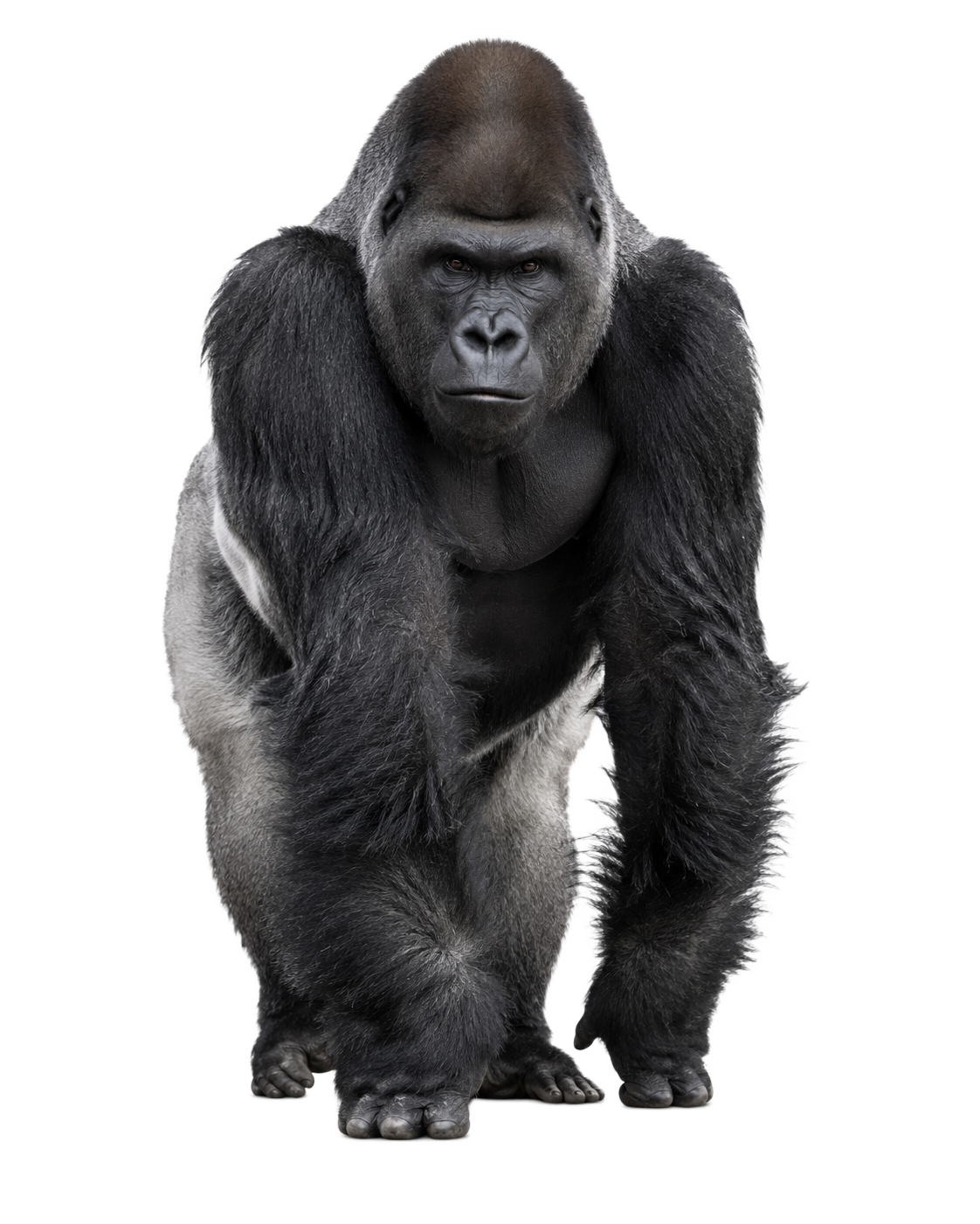 Gorilla