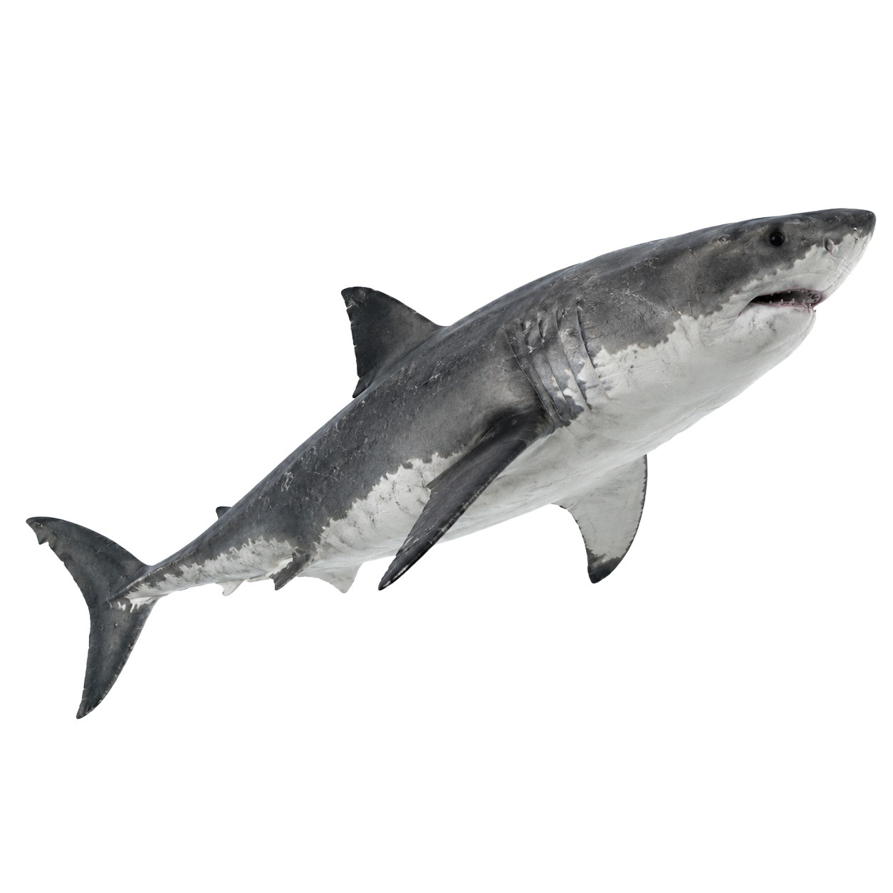 Great White Shark