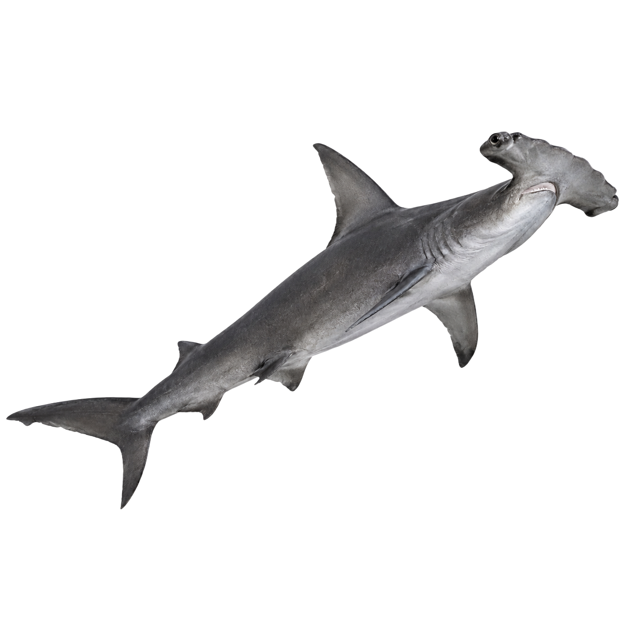 Hammerhead Shark