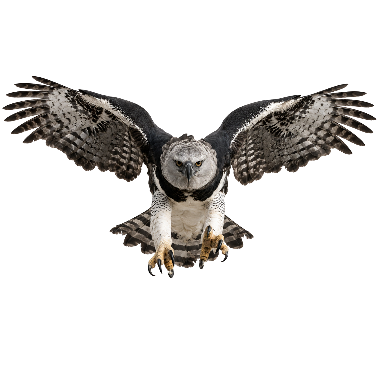 Harpy Eagle
