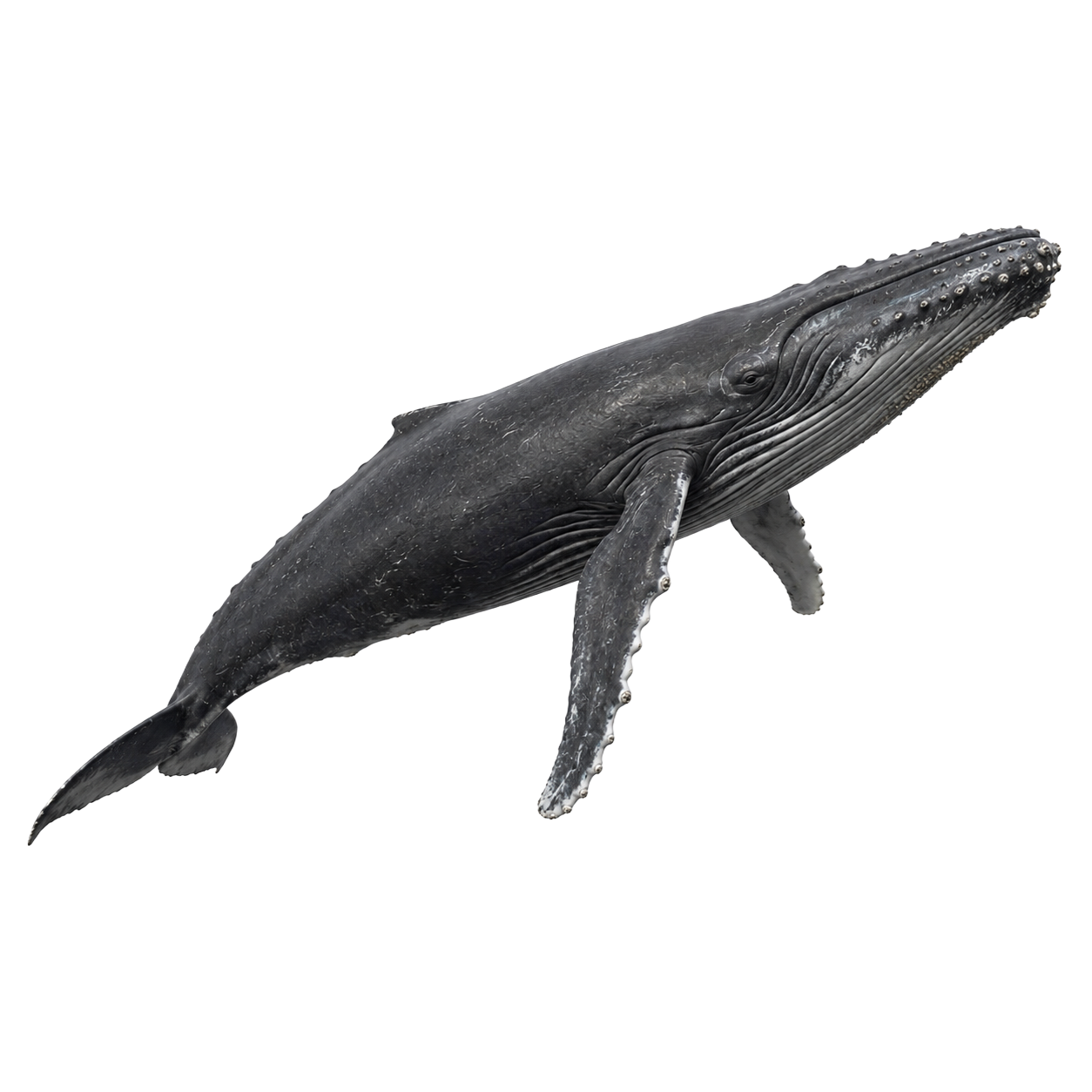 Humpback Whale