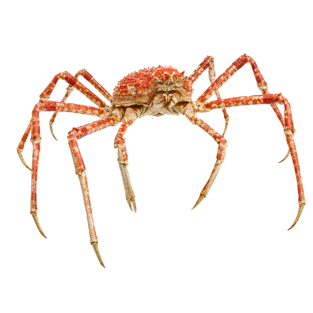 Japanese Spider Crab