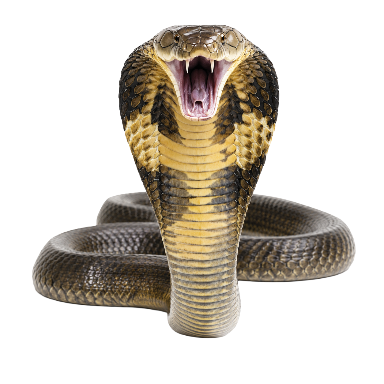 King Cobra