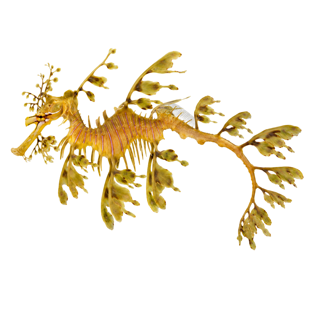 Leafy Seadragon