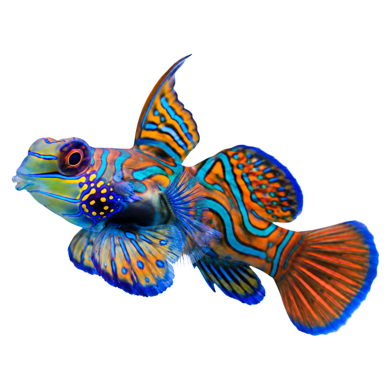 Mandarinfish