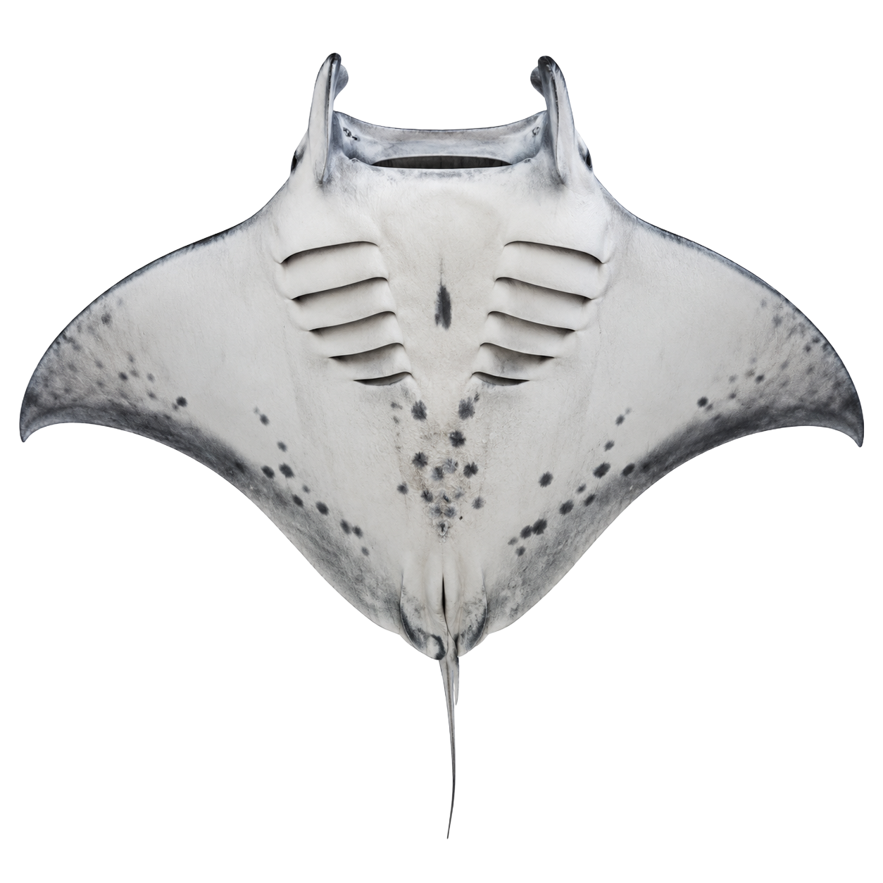 Manta Ray
