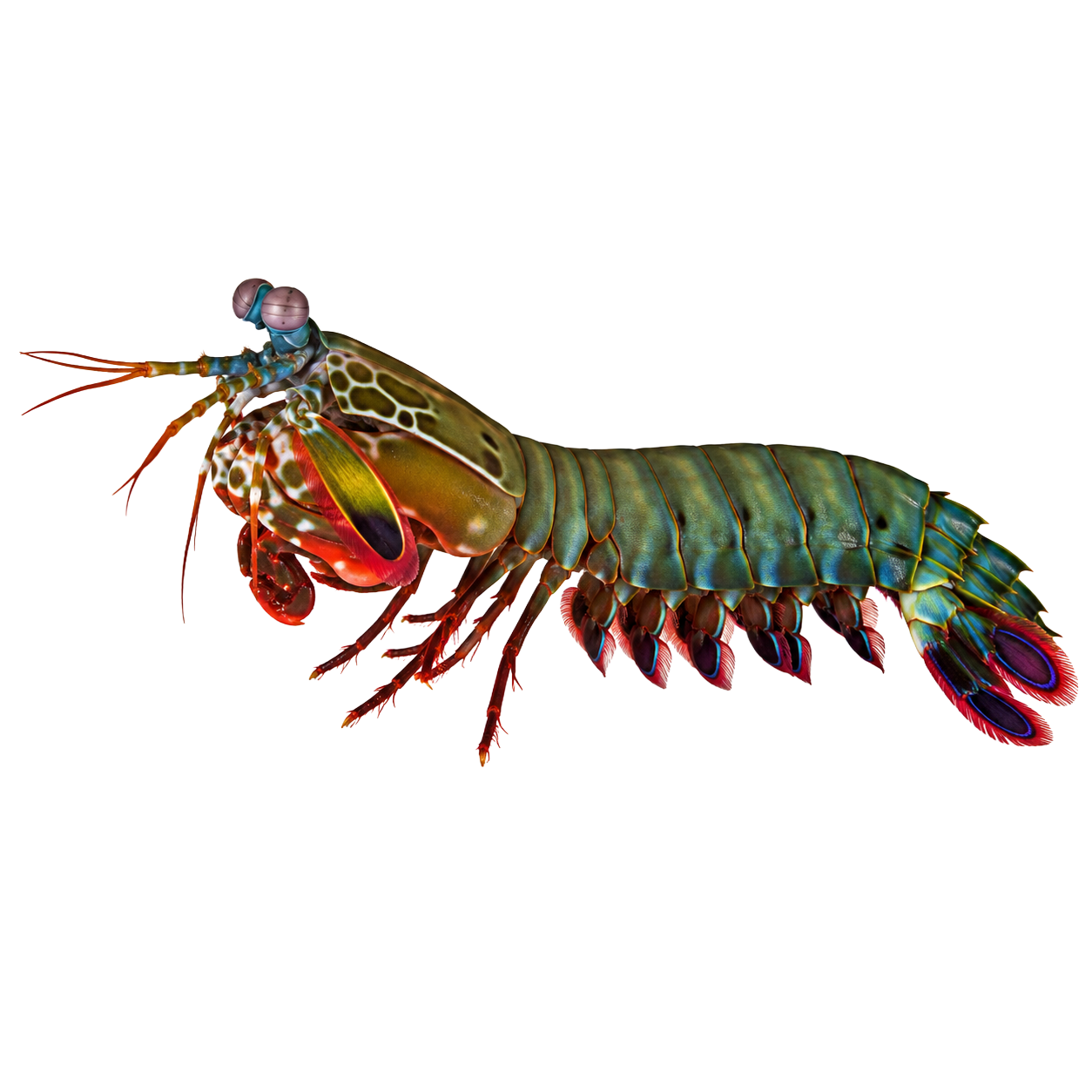 Mantis Shrimp
