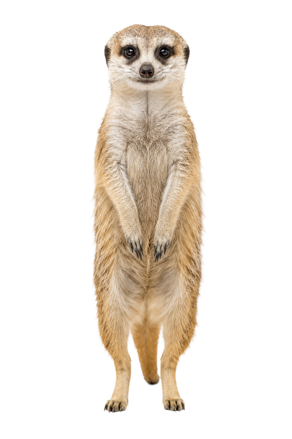 Meerkat