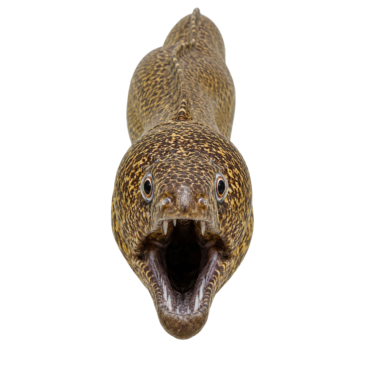 Moray Eel