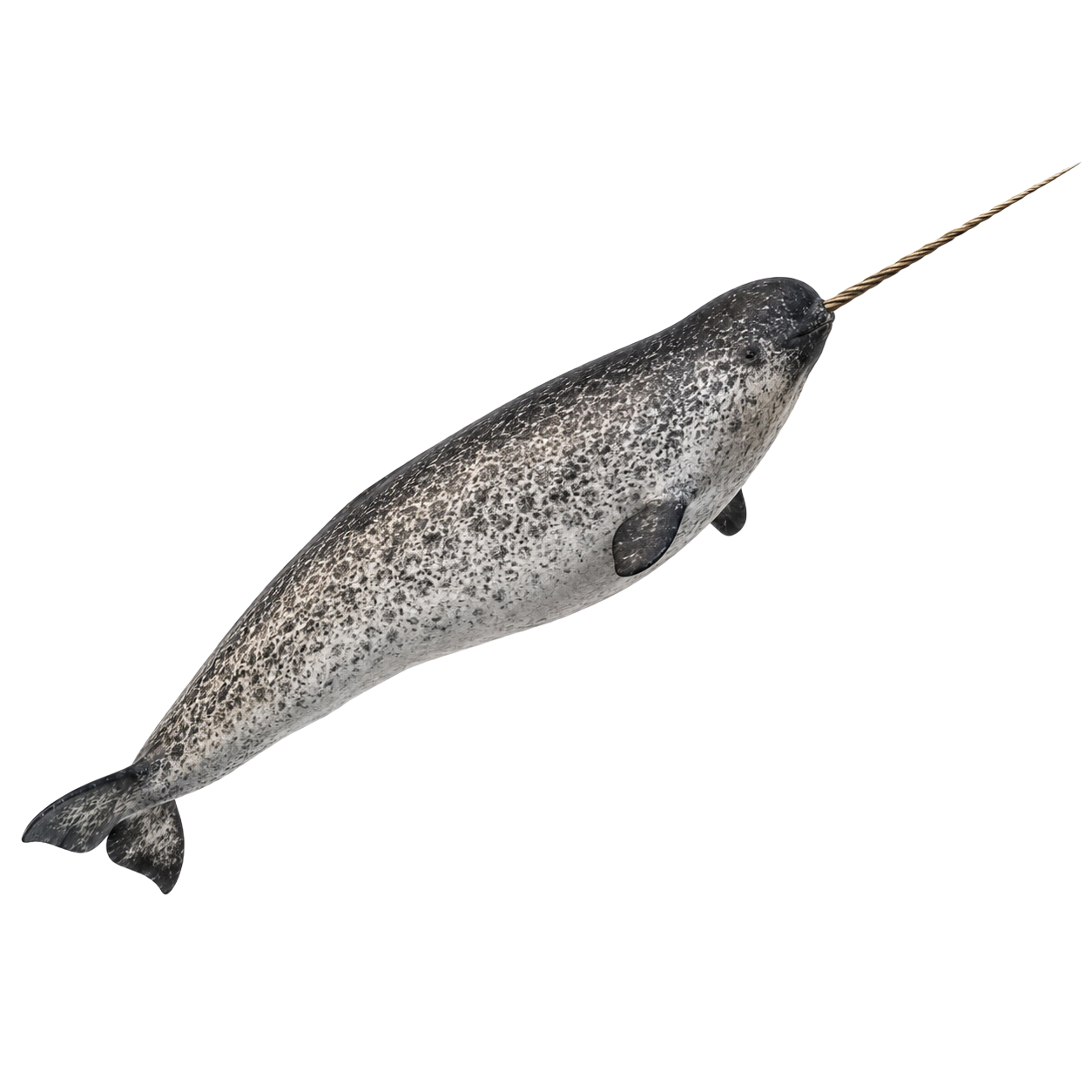 Narwhal