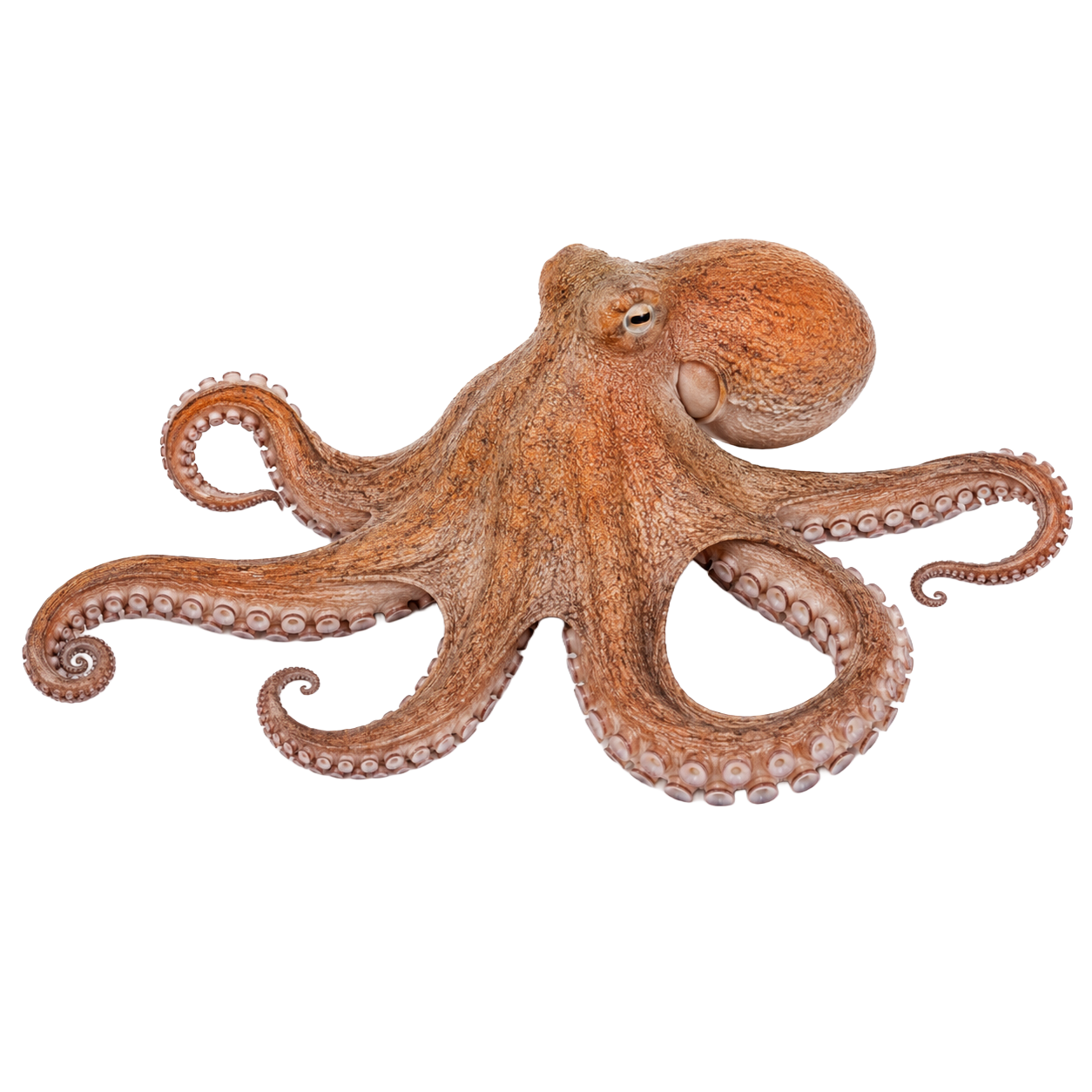Octopus