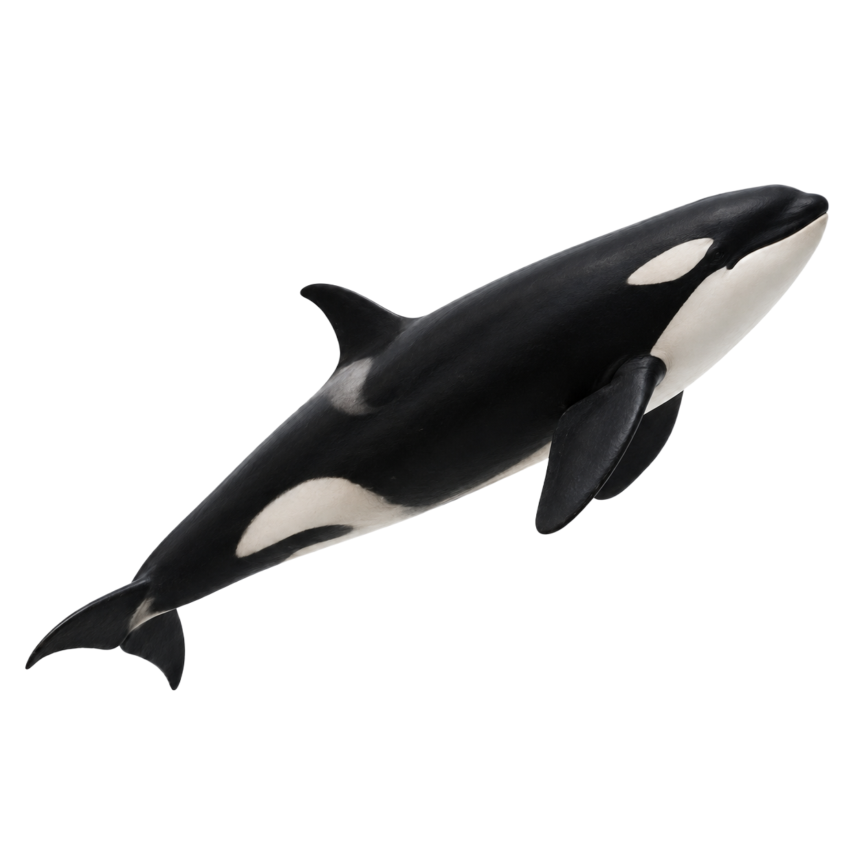 Orca / Killer Whale