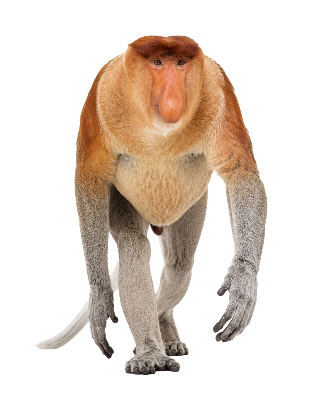 Proboscis Monkey