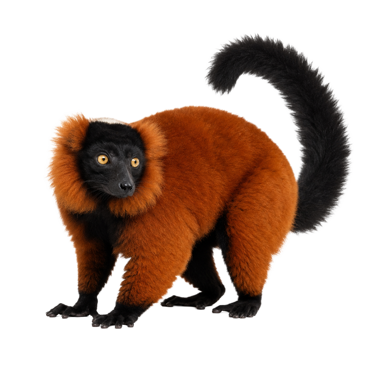 Red Ruffed Lemur