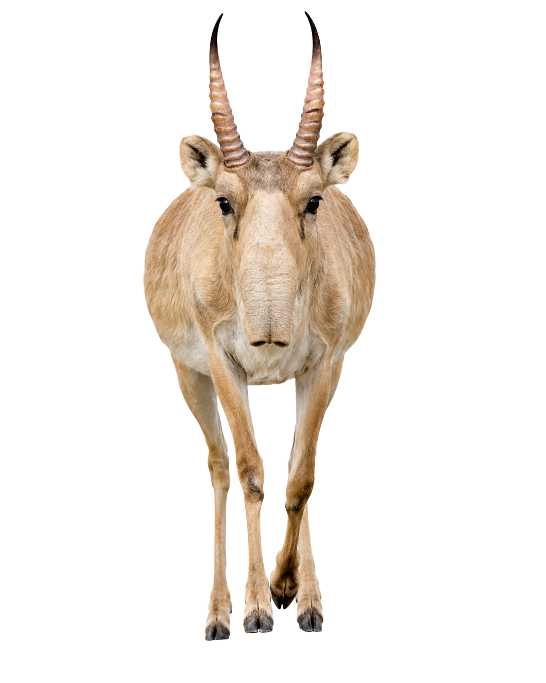 Saiga Antelope