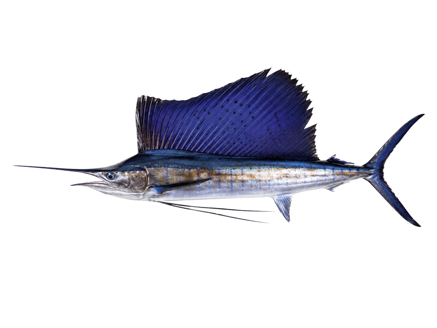 Sailfish