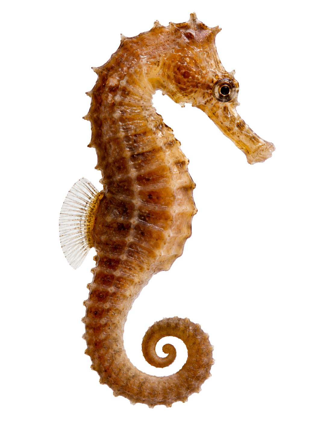 Sea Horse