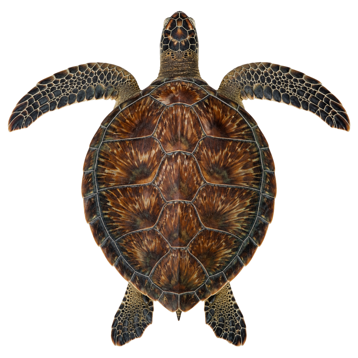 Sea Turtle