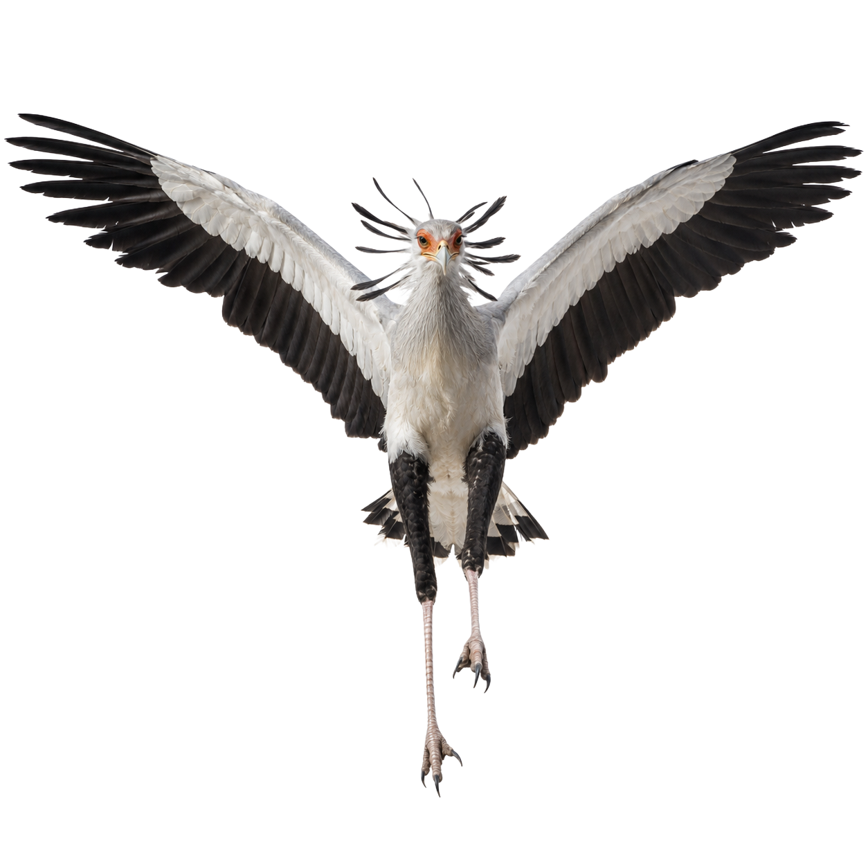 Secretary Bird