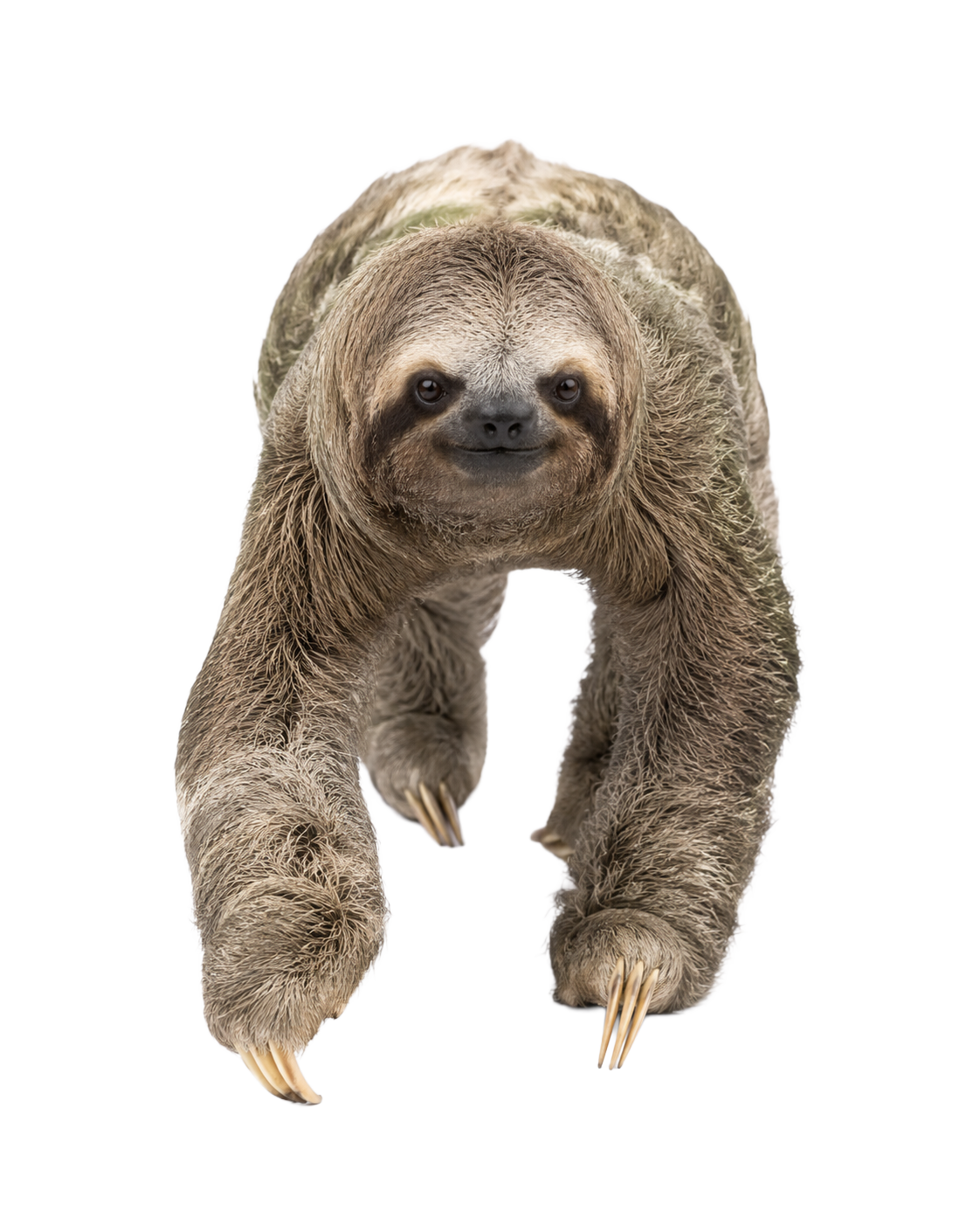 Sloth