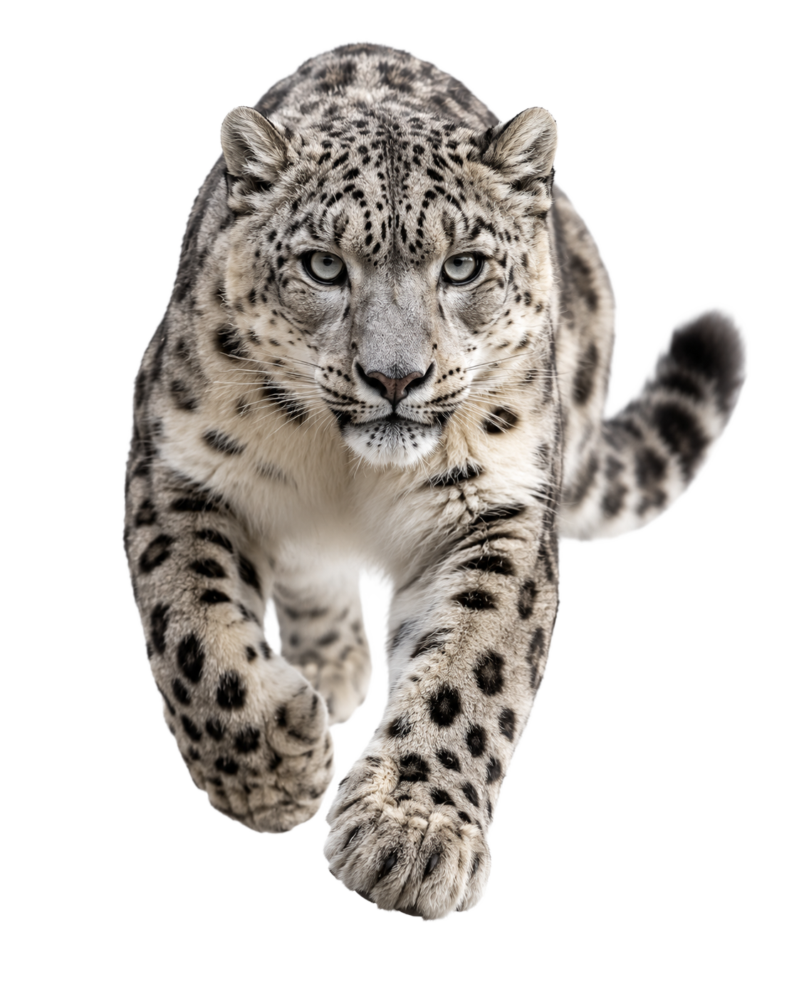 Snow Leopard
