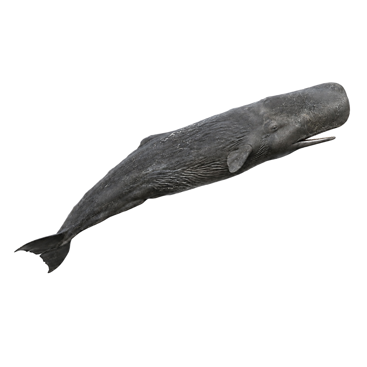 Sperm Whale