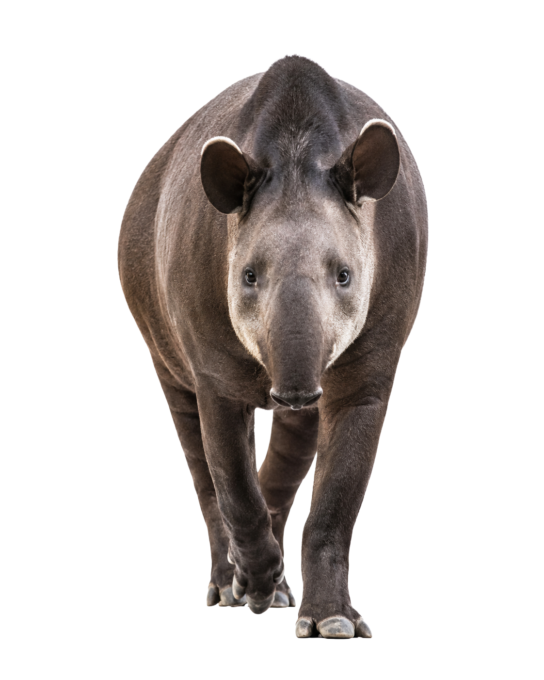 Tapir