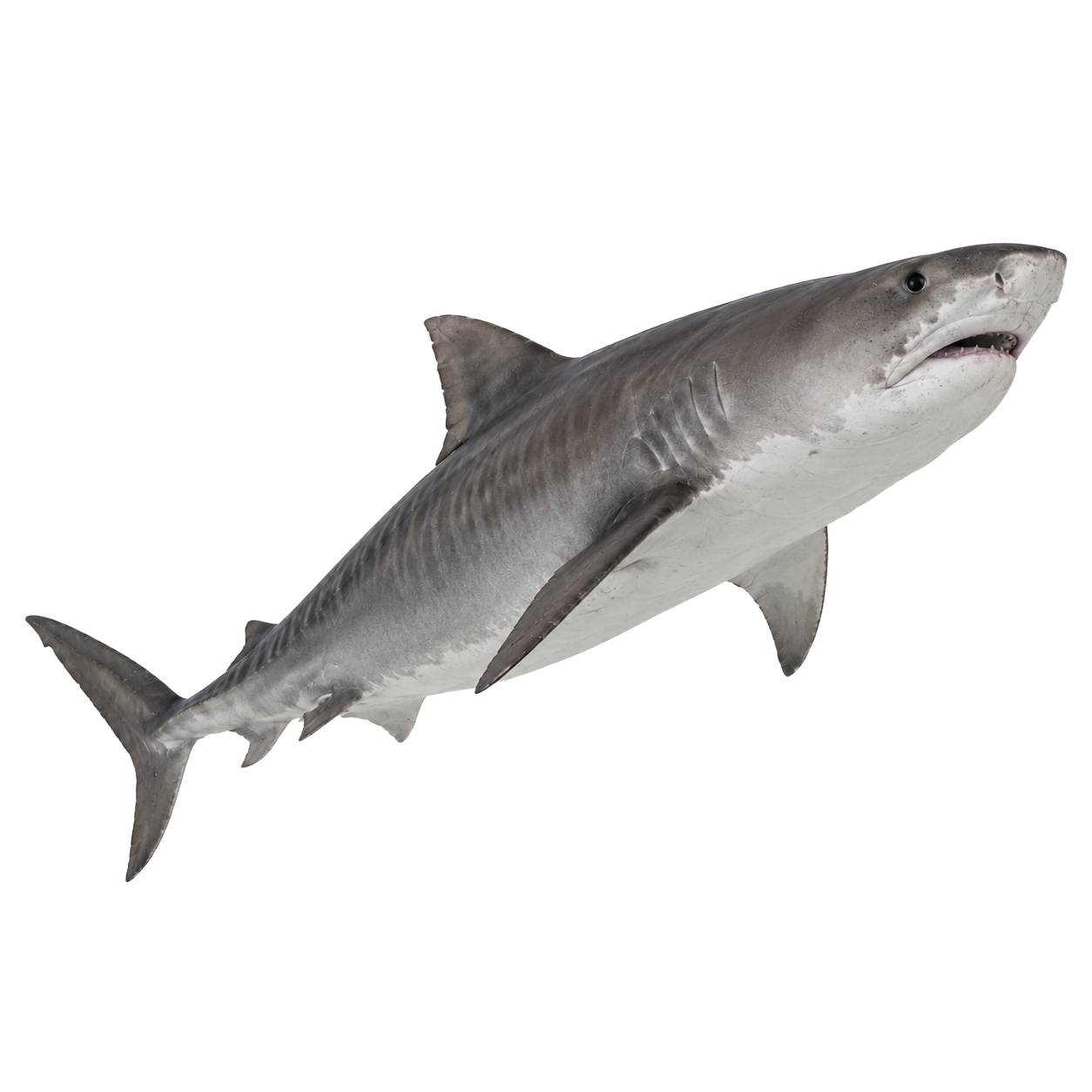 Tiger Shark