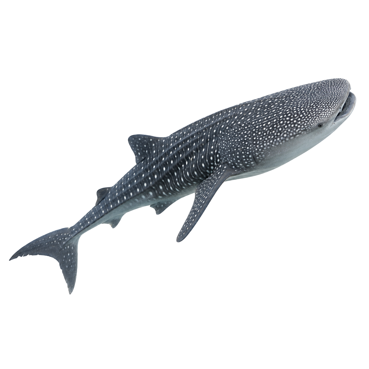 Whale Shark